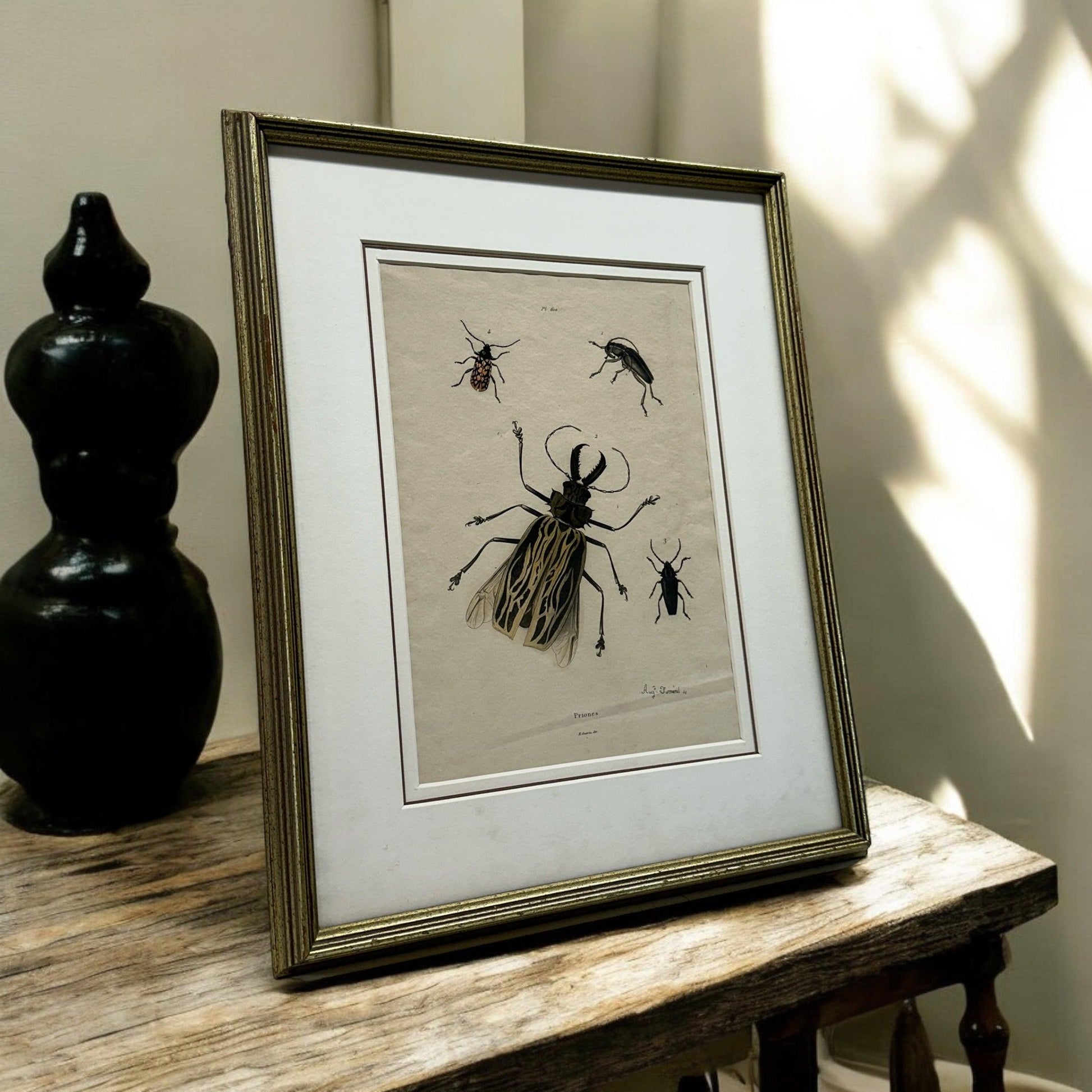 Nature of Beetle  - #1380 - The Artful