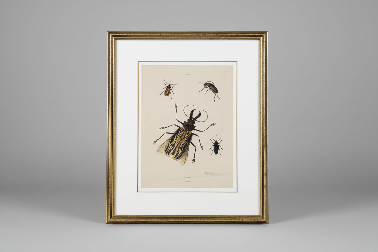 A framed and matted print of beetles displayed in a naturalistic artistic style, placed on a wooden surface with a modern black vase beside it.