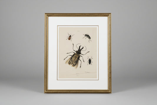 A framed and matted print of beetles displayed in a naturalistic artistic style, placed on a wooden surface with a modern black vase beside it.